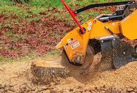 Professional Tree Care in Tucker, GA