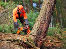 Best Tree Preservation Services  in Tucker, GA