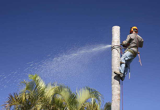 Best Root Management and Removal  in Tucker, GA