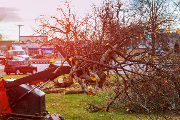 Best Hazardous Tree Removal  in Tucker, GA