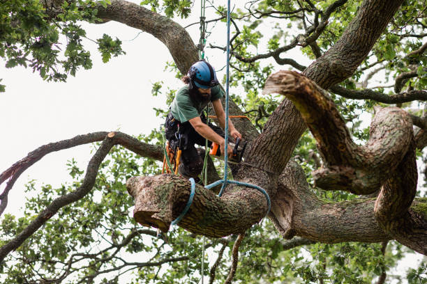 Best Arborist Consultation Services  in Tucker, GA