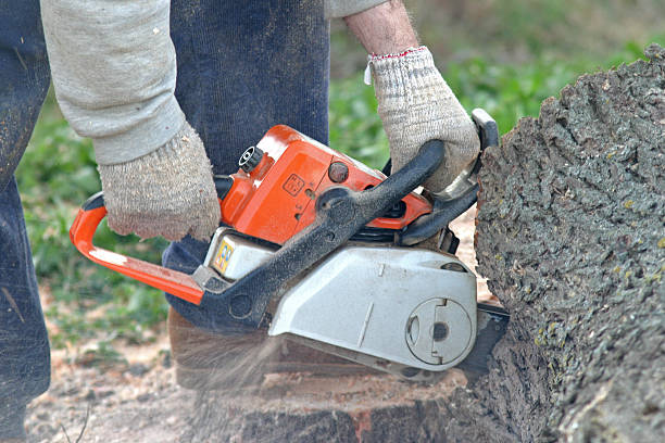 How Our Tree Care Process Works  in  Tucker, GA