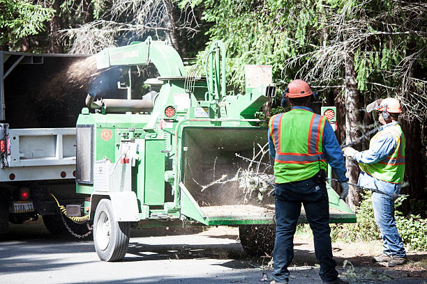 Best Tree Trimming and Pruning  in Tucker, GA