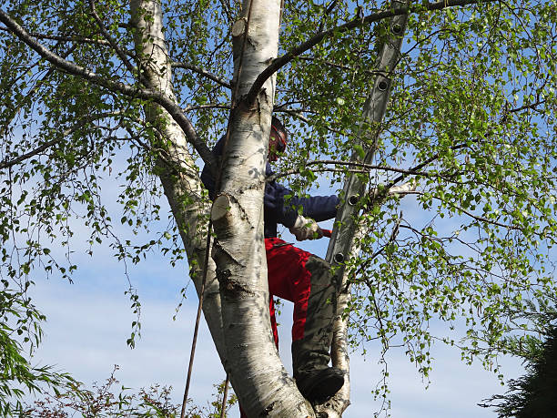  Tucker, GA Tree Care Pros