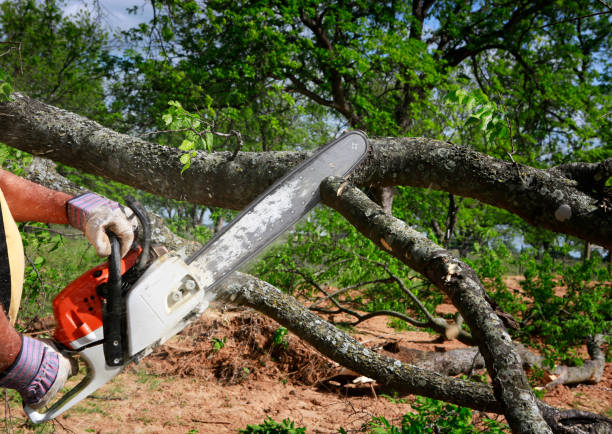 Best Fruit Tree Pruning  in Tucker, GA